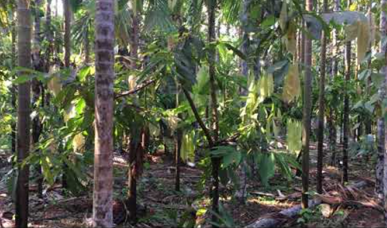 Areca farm walk in honnavar